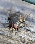 Fly 5095